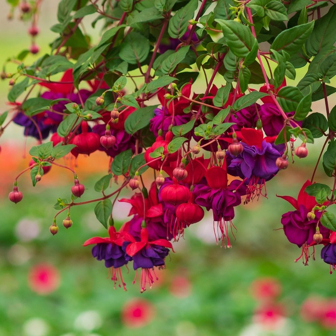 Fuchsia – Dark Eyes – 10″ Hanging Basket